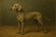 №. 06 — Weimaraner Grau Vorschau