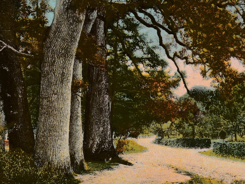 №. 09 — Ivenacker Eichen Grün Bild 1