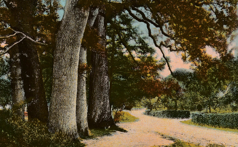 №. 09 — Ivenacker Eichen Grün Bild 1